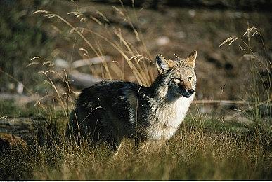 科隆：《第一后裔》新预告 美女战斗赏心悦目